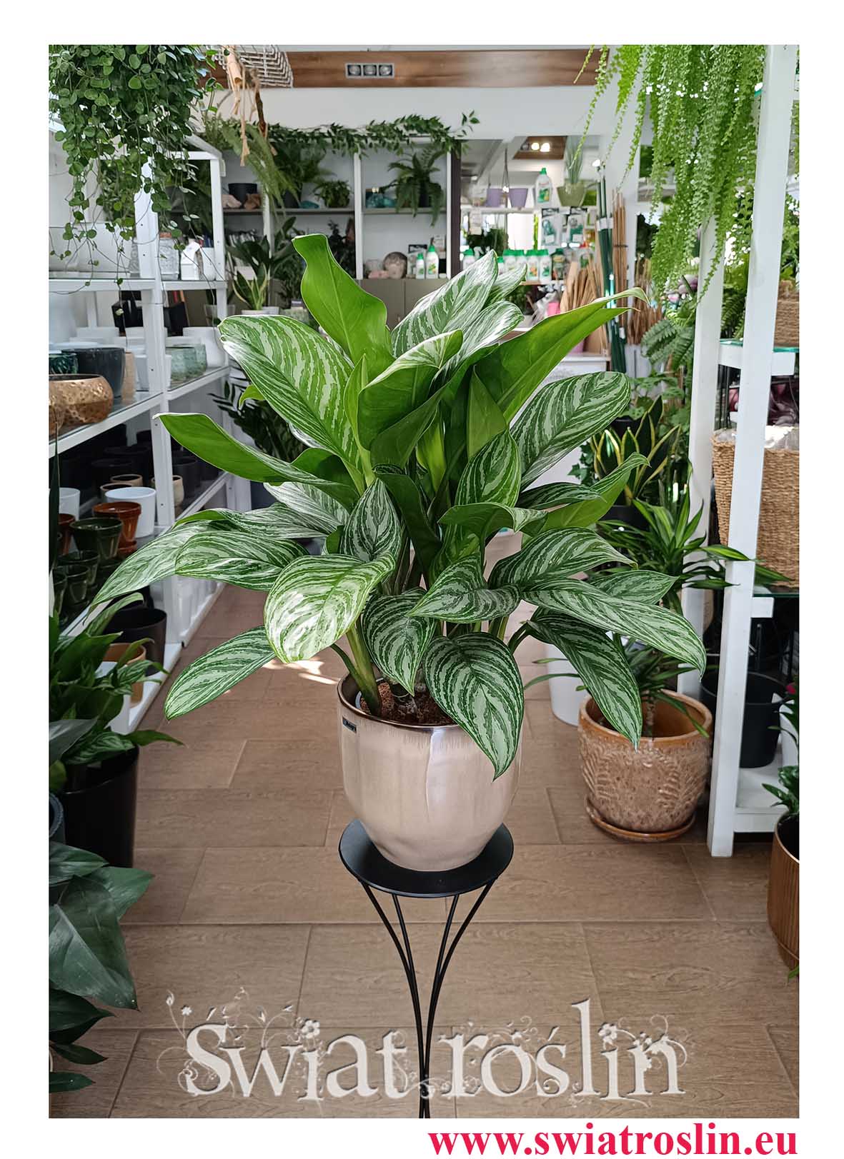 Duża Aglaonema Stripes, Wielka Aglonema Stripes do bira do hotelu do firmy do restauracji do kawiarni do salonu do mieszkania z dostawą w całym kraju