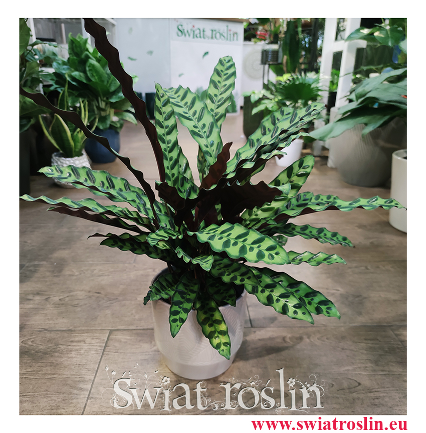 Kalatea Insignis, Calathea insignis, Kalatea Lancetowata, Kalatea Lancetolistna, Сalathea Lancifolia sklep z roślinami online