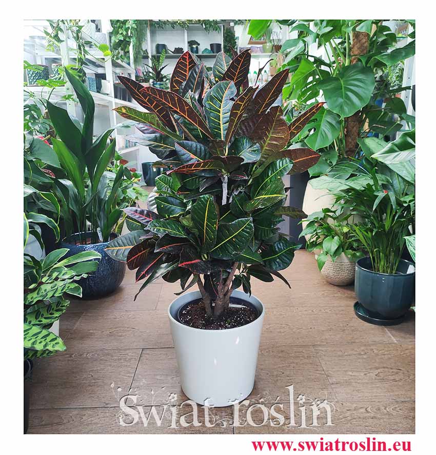 Kroton Petra sklep z modnymi roślinami, Croton Petra, Croton, Trójskrzyn, Codiaeum