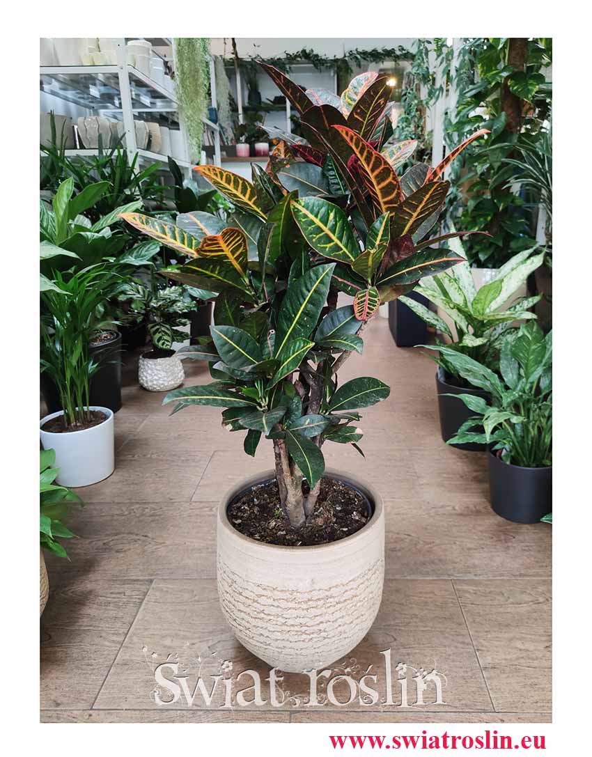 Kroton Petra, Croton Petra, Trójskrzyn, Codiaeum, sklep z roślinami w Krakowie