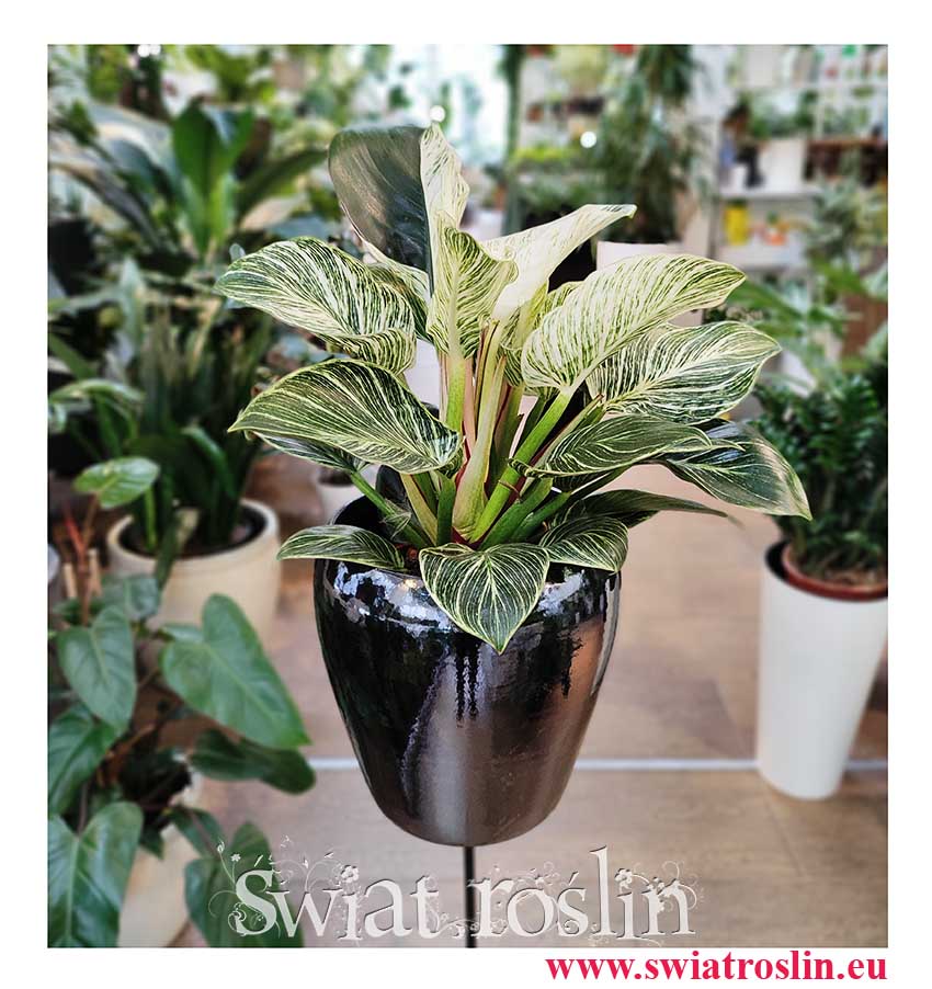 Philodendron Birkin, Filodendron Birkin, Philodendron White Measure, sklep w Krakowie