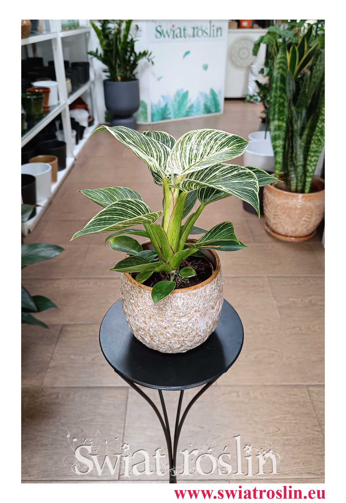 popularny Filodendron Birkin, Philodendron White Measure, Philodendron Birkin do biura do hotelu do firmy do salonu do mieszkania na parapet do kawiarni do restauracji
