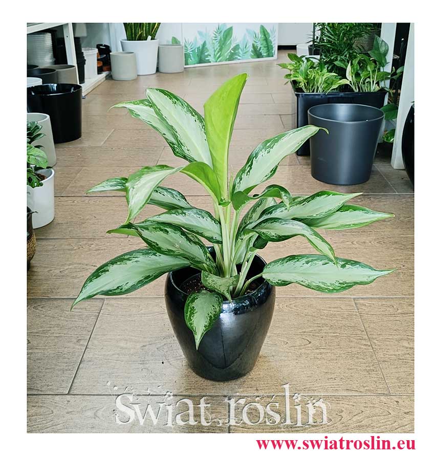 Aglaonema Cleopatra modna roslina z insta do kupienia z wysyłką w Krakowie, Aglonema Cleopatra
