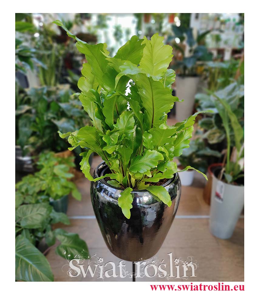 Asplenium Nidus Campio, Zanokcica, sklep z roślinami, niewymagające rośliny, rośliny Kraków