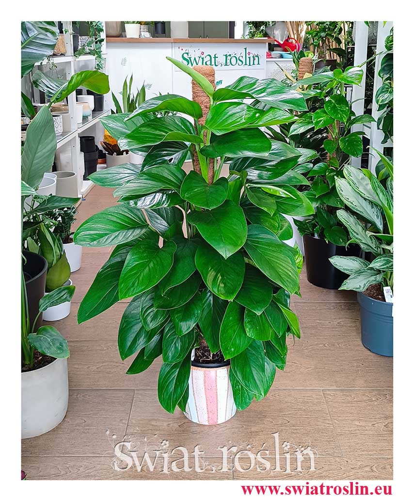 Filodendron Guttifero Green, Philodendron Guttifero Green do kupienia w sklepie online z dostawą do domu