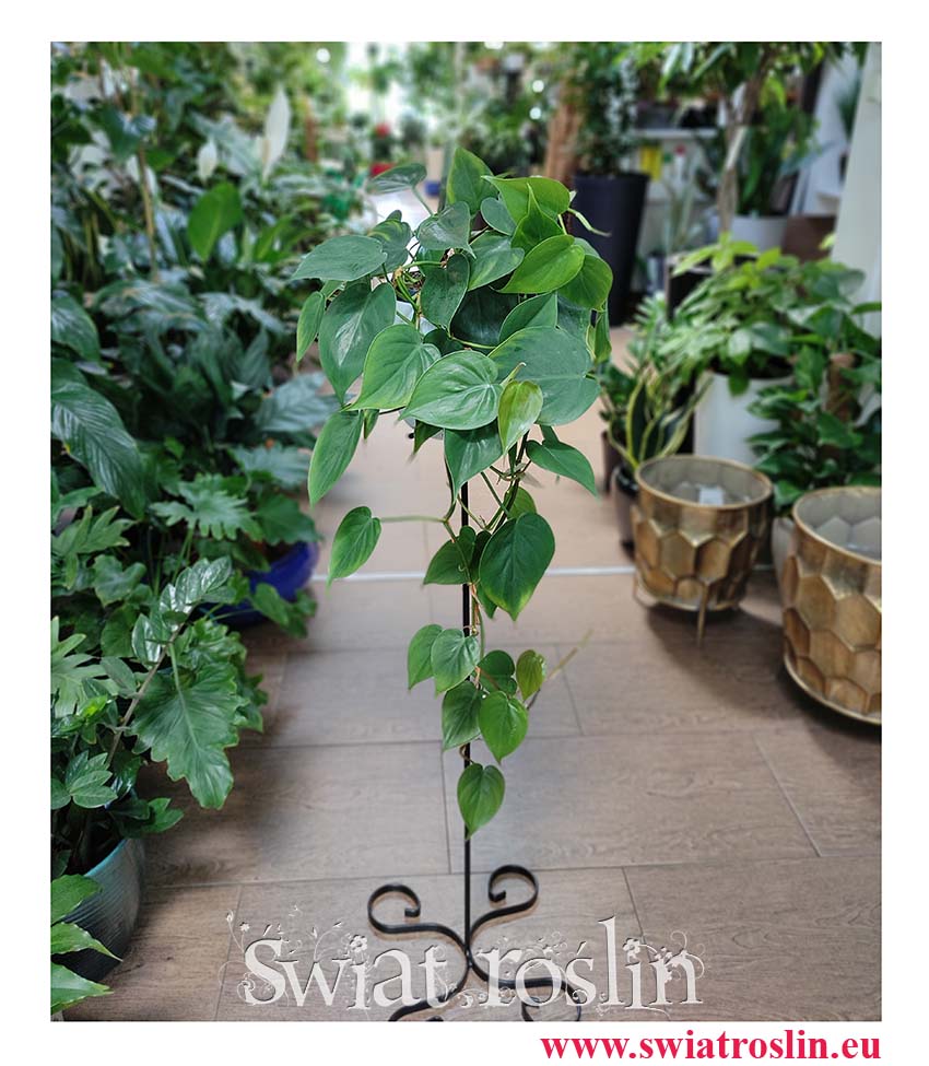 Filodendron Pnący, Philodendron Scandens , Philodendron pnący, Filodendron Scandens rośliny z insta sklep online