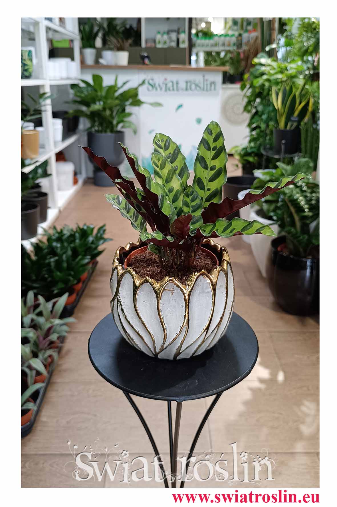 Kalatea Insignis, Calathea insignis, Kalatea Lancetowata, Kalatea Lancetolistna, Сalathea Lancifolia do biura do firmy na parapet do salonu