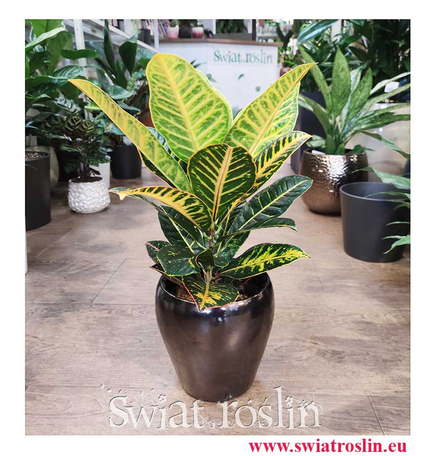 Kroton Petra, Croton Petra, Trójskrzyn, Codiaeum petra, popularne rośliny doniczkowe sklep online