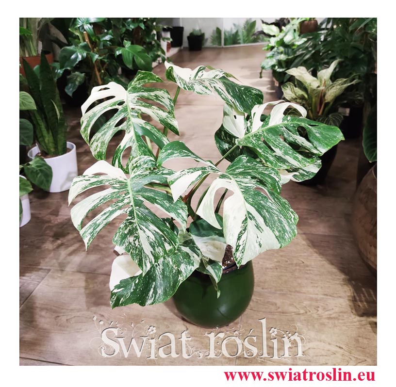 Monstera variegata, philodendron