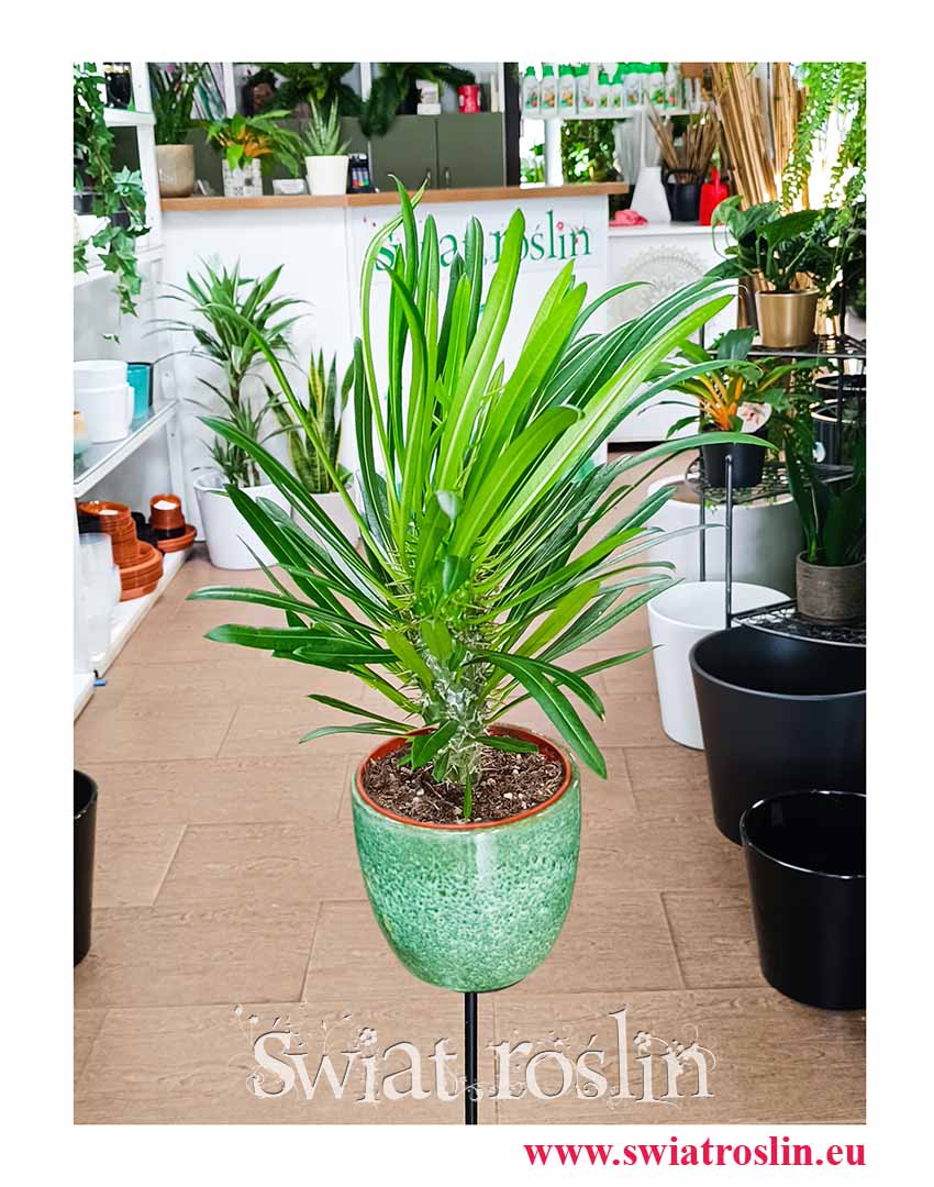 Pachypodium Lamera kup z wysyłką do domu ze sklepu internetowego online, Pachypodium Lamerei, Palma Madagaskaru, Palma Madagaskarska, Pachypodium Palma