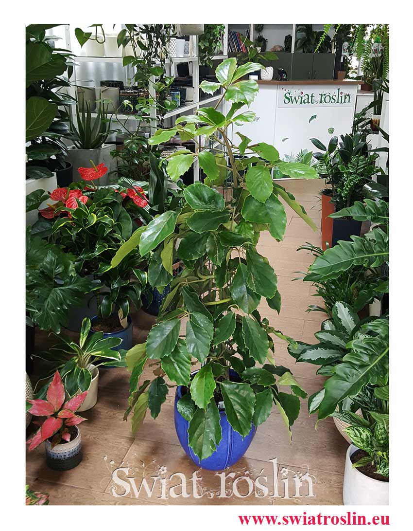 Tetrastigma Voinierianum, Winorośl Kasztanowata, Wino Kasztanowe, sklep z dużymi roslinami online, wysyłka roślin