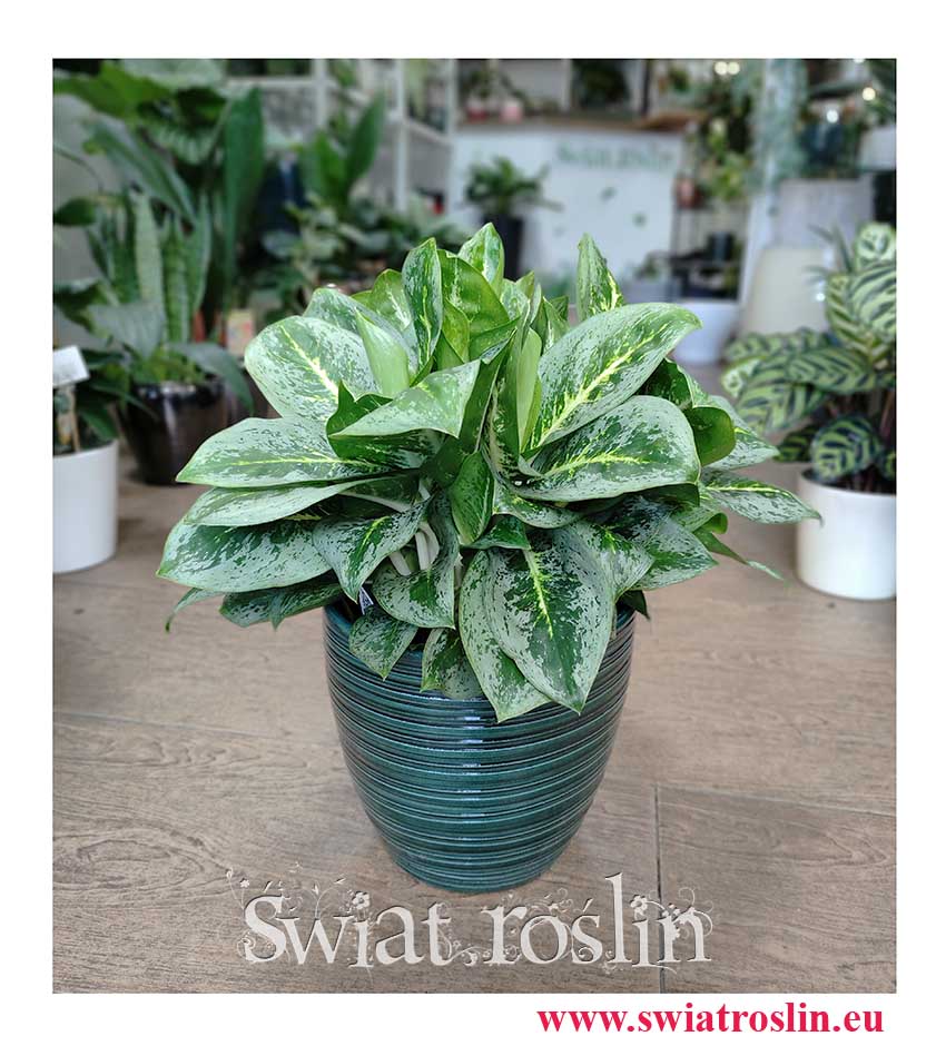 Aglaonema Lemon Mint, Aglonema Lemon Mint, modne rośliny doniczkowe, rośliny z insta, duża aglonema