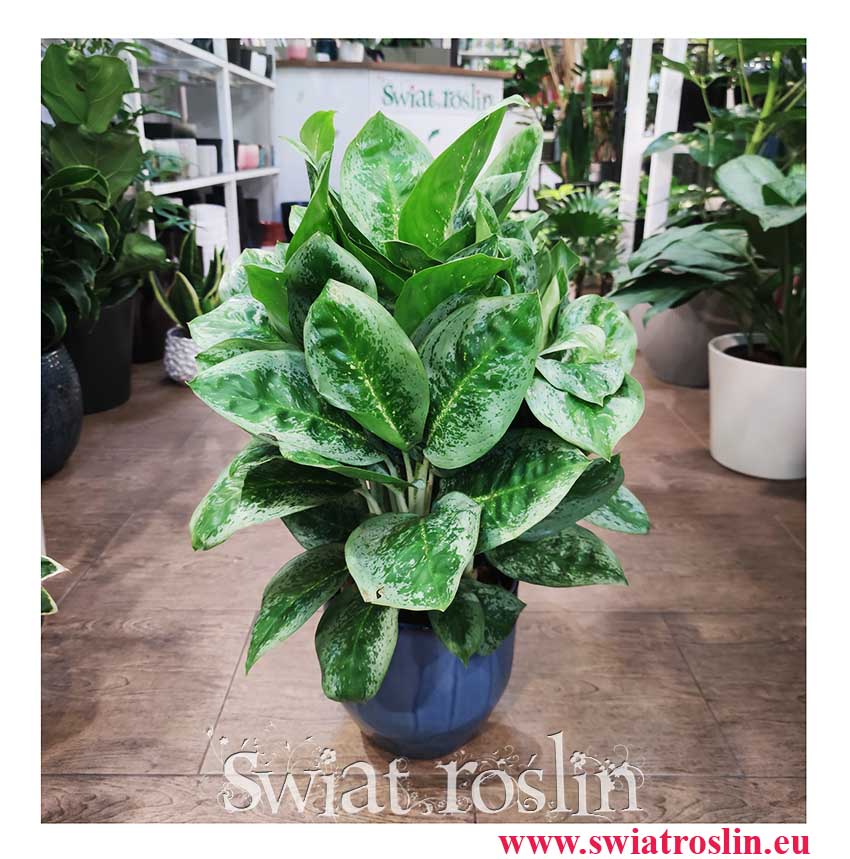Aglaonema Lemon Mint, Aglonema Lemon Mint rośliny sklep internetowy online