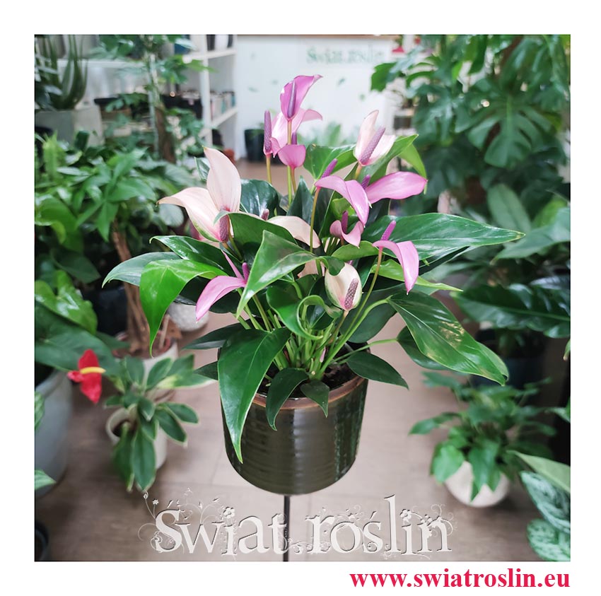 Anturium Zizou sklep wysyłka, Anthurium Zizou sklep Kraków, Kitnia