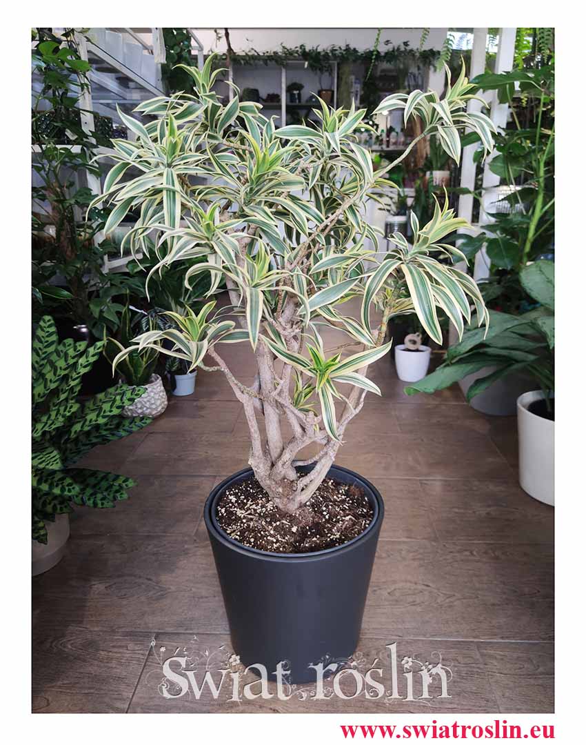 Dracena Reflexa Song of India sklep wysyłka, Dracaena Reflexa Song of India, Pleomele Reflexa