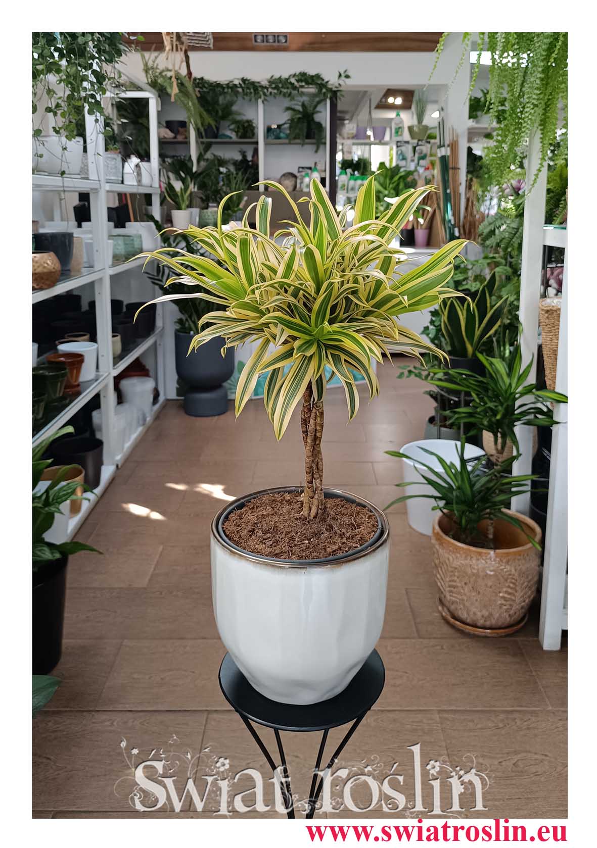 Dracena Reflexa Song of India, Dracaena Reflexa Song of India do biura do kawiarni do restauracji do firmy do mieszkania do salonu z dostawą online