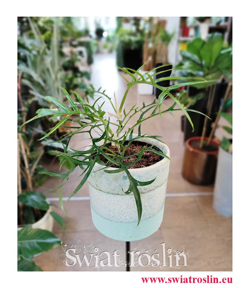 Filodendron Tortum, Philodendron Tortum, internetowy sklep z roślinami online