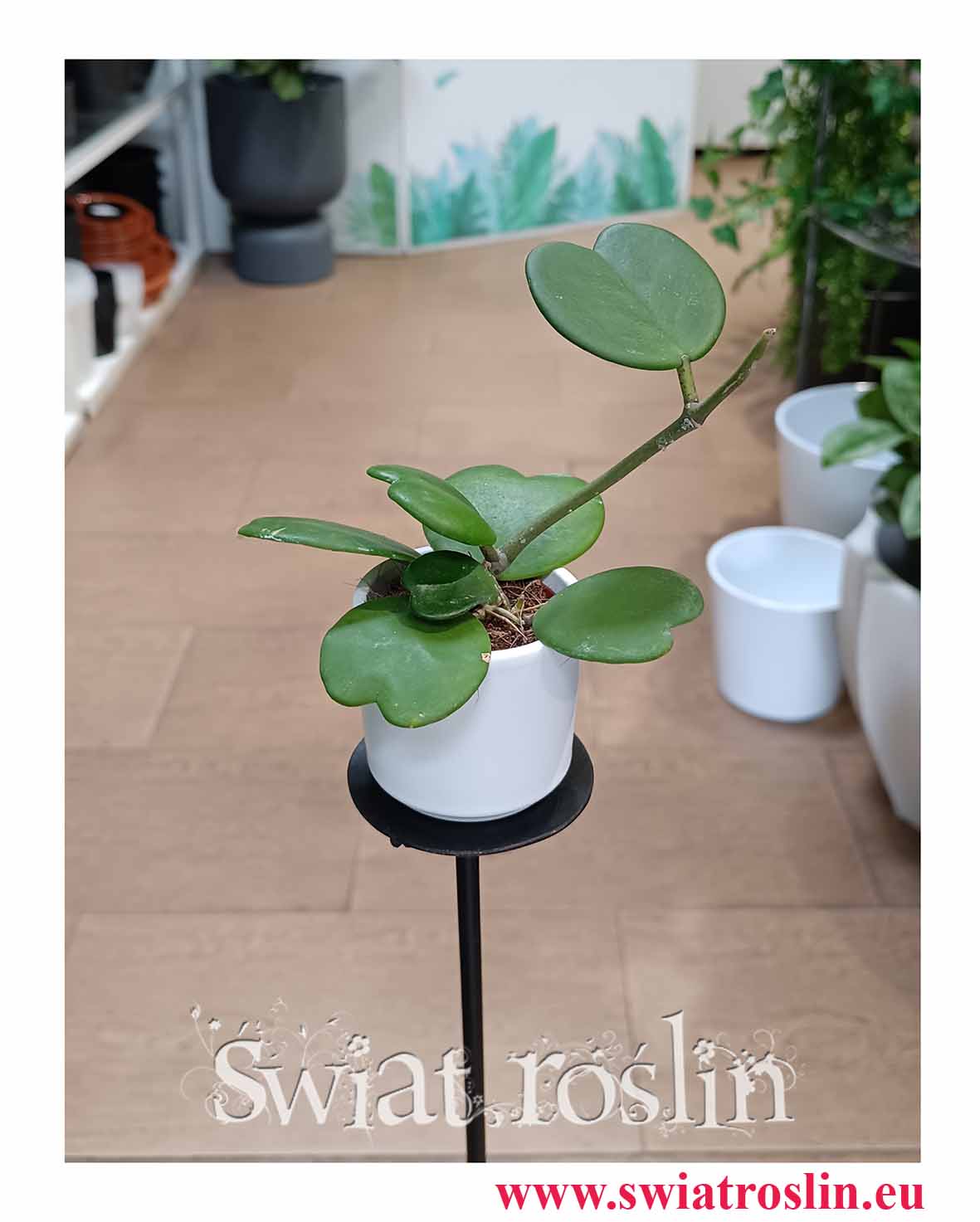 Hoya Kerrii, Hoja Kerrii, Hoya Hearts, Woskownica, sercowa roślina popularne rośliny z insta sklep online wysyłka w całej Polsce