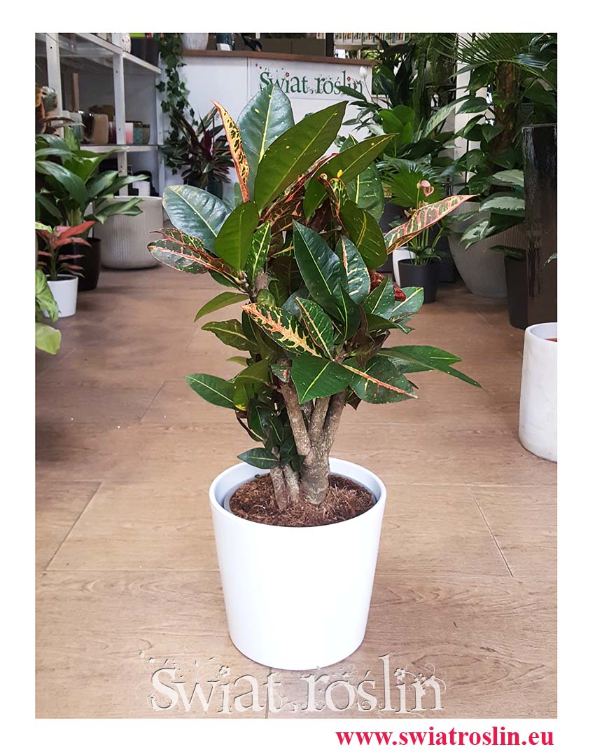 Kroton Petra rośliny sklep wysyłka , Croton Petra, Trójskrzyn, Codiaeum