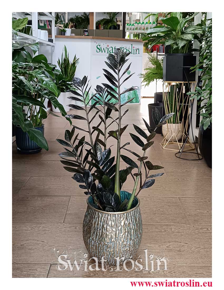 Zamiokulkas Raven, Zamioculcas Raven, kup w sklepie z kolekcjonerskimi roślinami, roślinami egzotycznymi, roślinami tropikalnymi