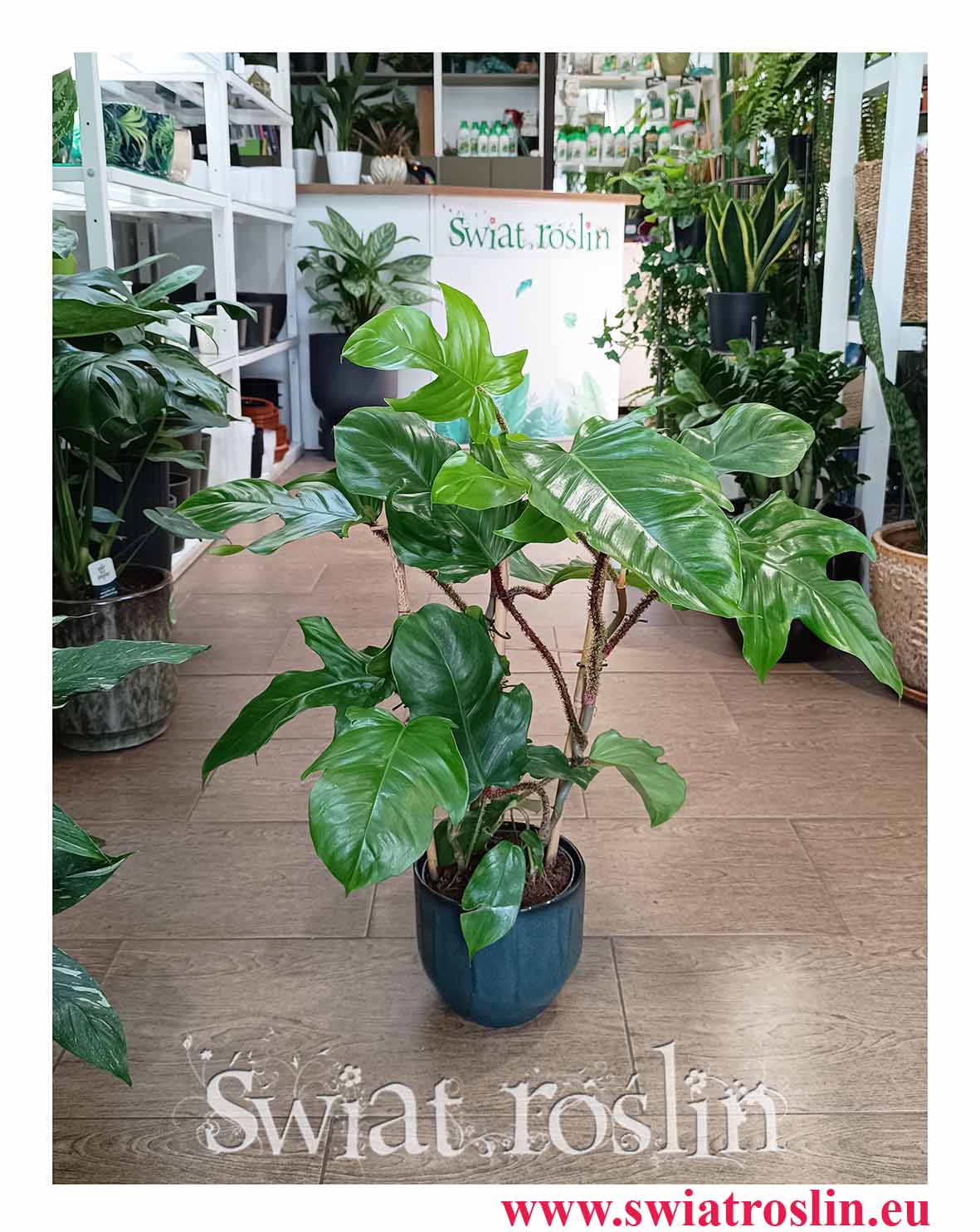 duży Filodendron Squamiferum, wielki Philodendron Squamiferum, sklep z wielkimi dużymi filodendronami oraz roślinami do biura do firmy na korytarz