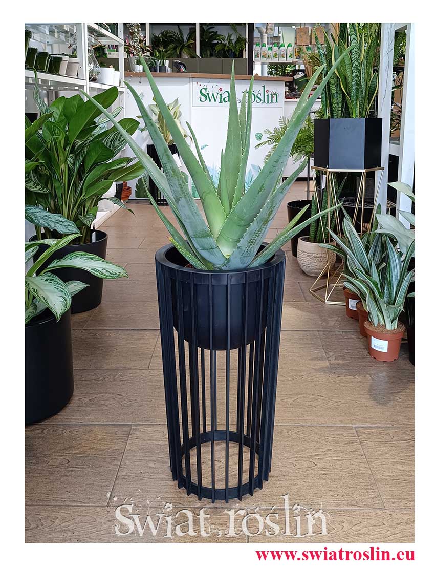 modny łatwy w uprawie oczyszczający powietrze leczniczy Aloe Vera, Aloes Zwyczajny do kupienia online z dostawą ze sklepu z Krakowa
