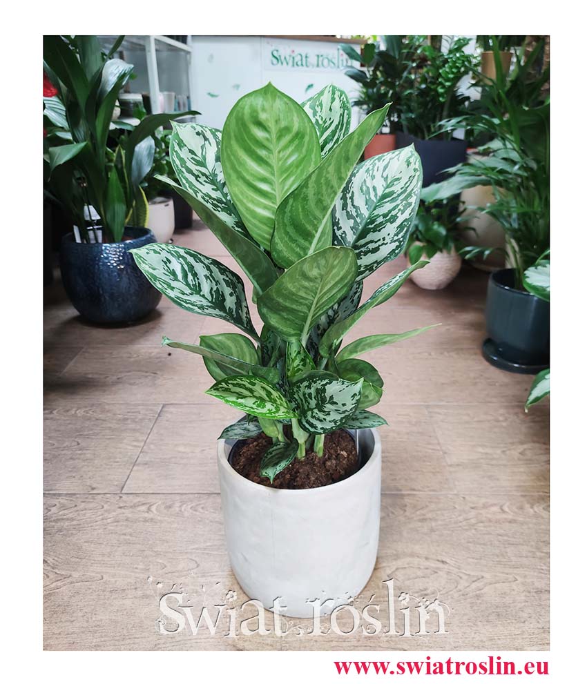 Aglaonema Amazon Silver, Aglonema Amazon Silver sklep z modnymi roślinami z insta