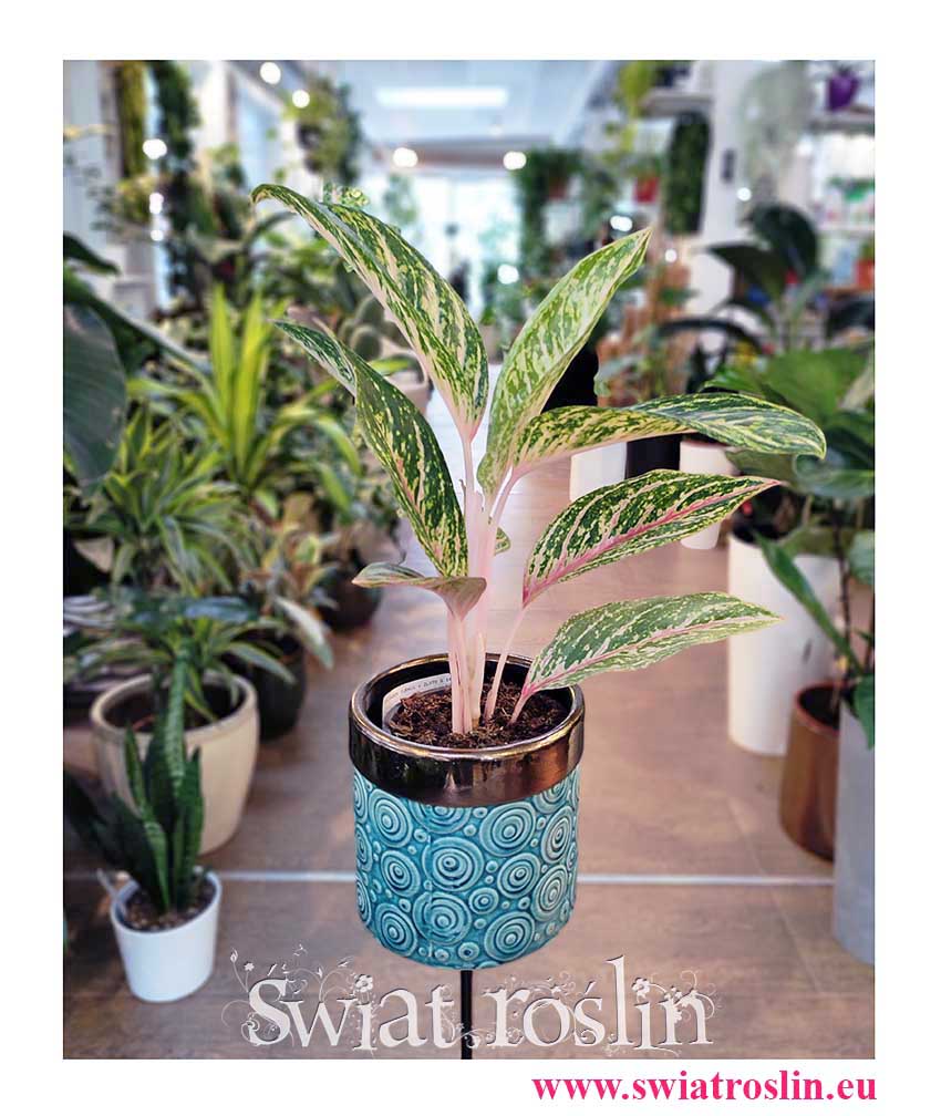 Aglaonema Cocomelon, Aglonema Cocomelon, sklep Kraków