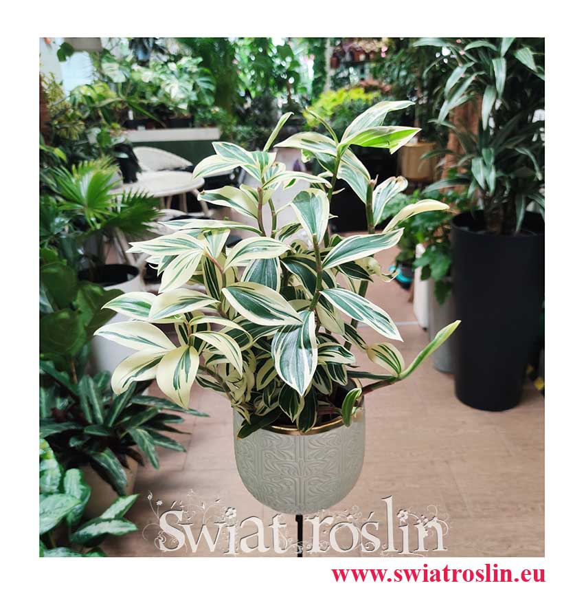 Costus Arabicus Variegata, Kostowiec, sklep z roślinami doniczkowymi, wysyłka roślin