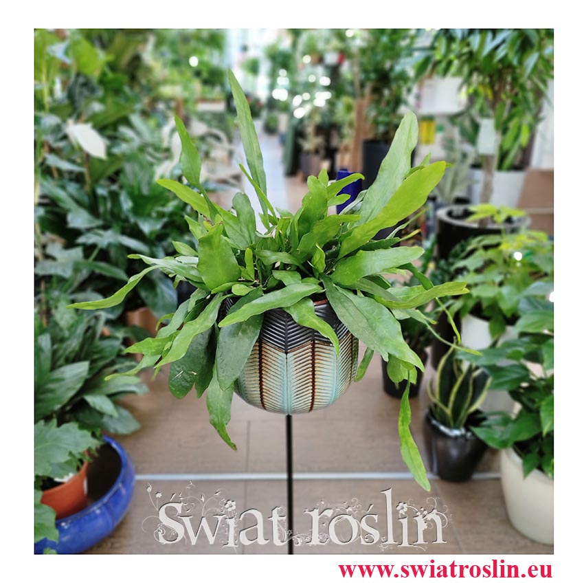 Epiphyllum Pumilum, Królowa jednej nocy, rośliny doniczkowe, kwiaty doniczkowe sklep online