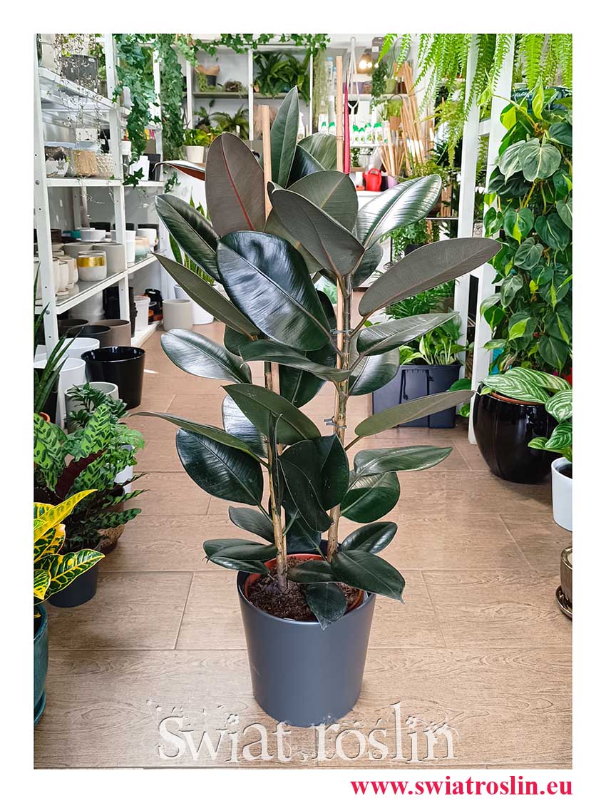 Fikus Elastica Abidjan, Ficus elastica Abidjan, Figowiec sprężysty Abidjan do kupienia modna roślina  z wysyłką do domu
