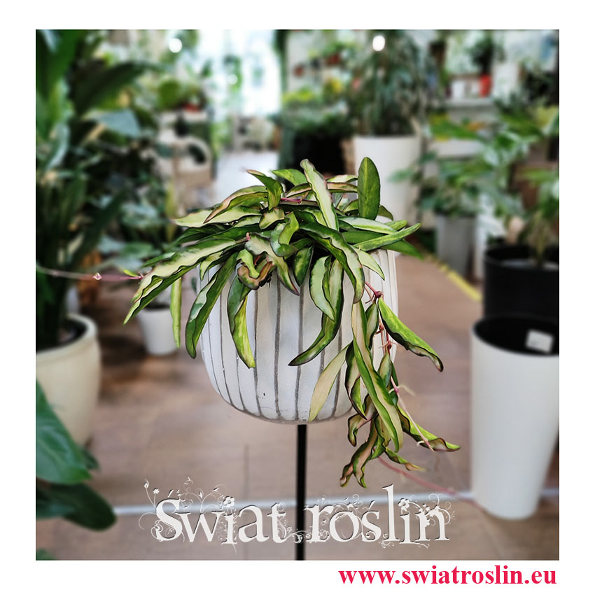 Hoya Wayetii Tricolor, Hoja Wayetii Tricolor, kwiaty - rośliny doniczkowe
