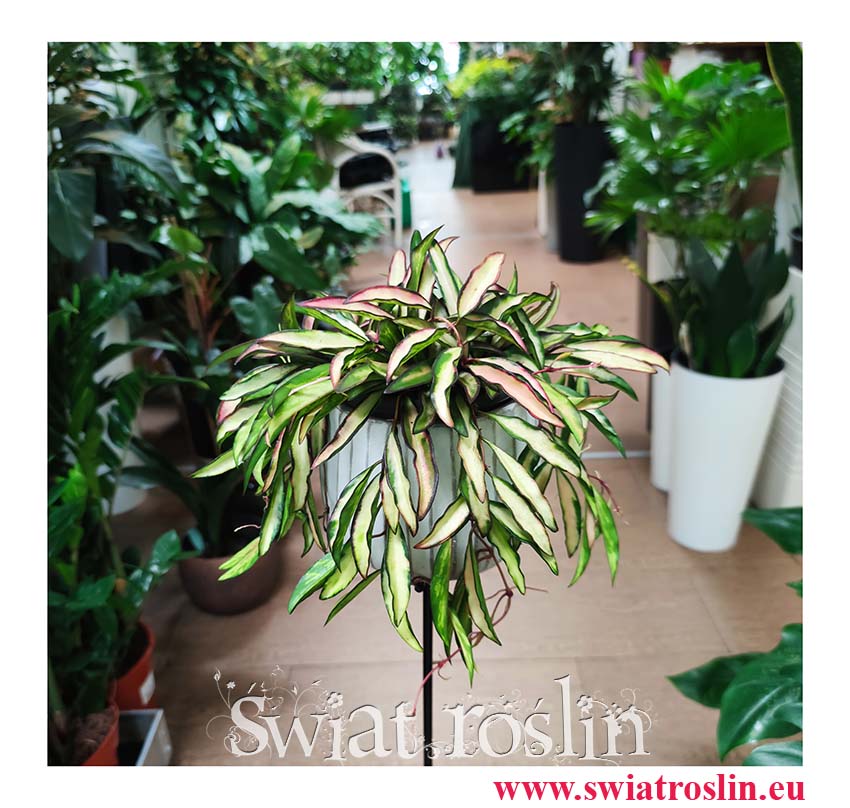 Hoya Wayetii Tricolor, Hoja Wayetii Tricolor, Kentiana, Woskownica, sklep z roślinami doniczkowymi, wysyłka roślin