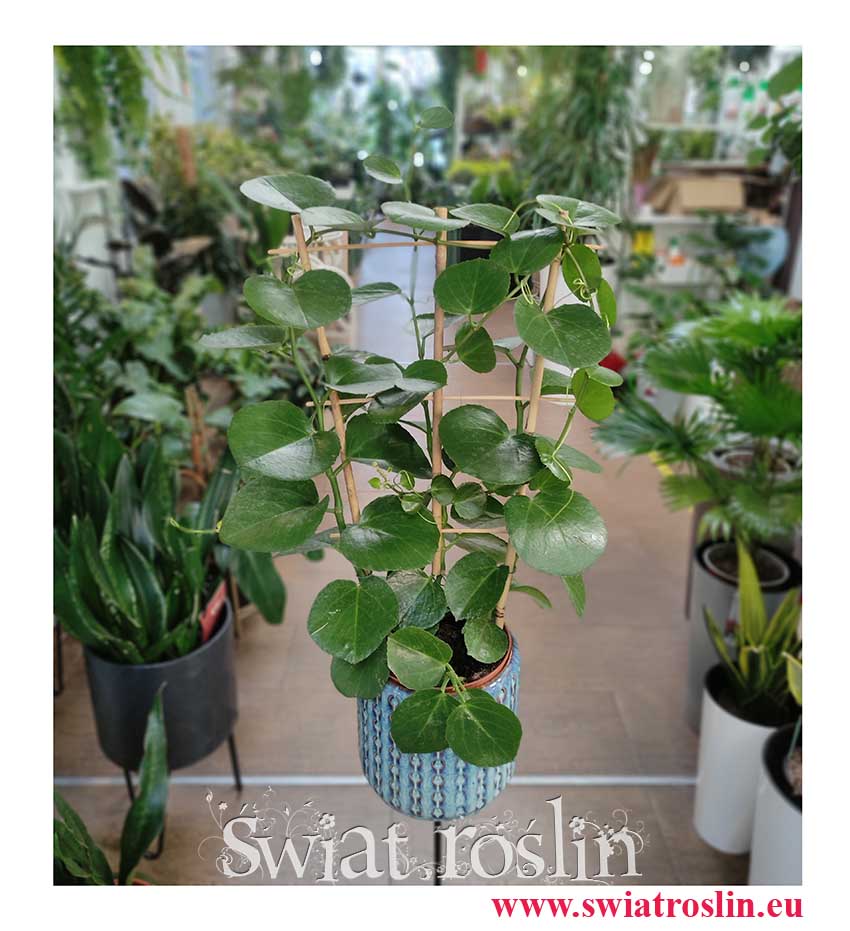 Parthenocissus Parrot, modna roślina doniczkowa, sklep z kwiatami doniczkowymi Kraków