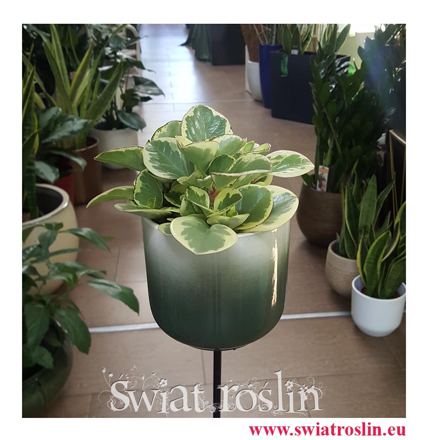 Peperomia Obtipan Bicolor, Peperomia Obtipan Variegata sklep z modnymi roślinami wysyłka roślin