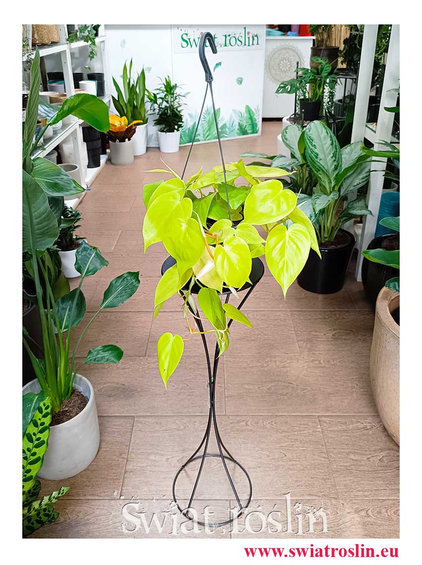 Philodendron Scandens Lemon Lime, Filodendron Scandens Lemon Lime z wysłką online ze sklepu, Philodendron Hederaceum, Filodendron Hederaceum