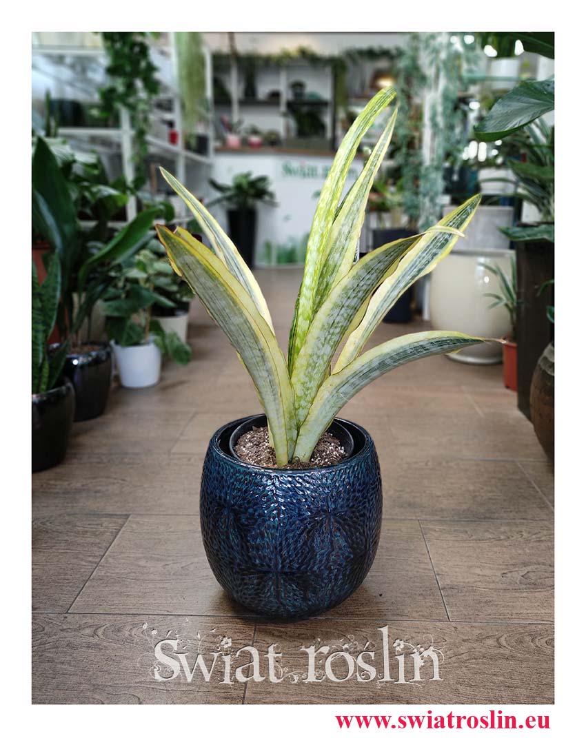 Sansevieria Lauren, Sansewieria Lauren, rośliny kwiaty doniczkowe sklep online
