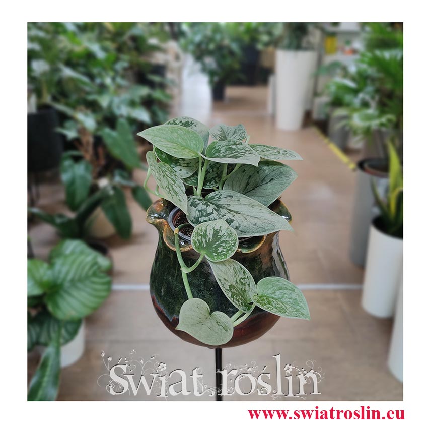 Scindapsus Pictus Silvery Ann, Epipremnum Pictus Silvery Ann,  kwiaty doniczkowe na parapet, do mieszkania, do biura