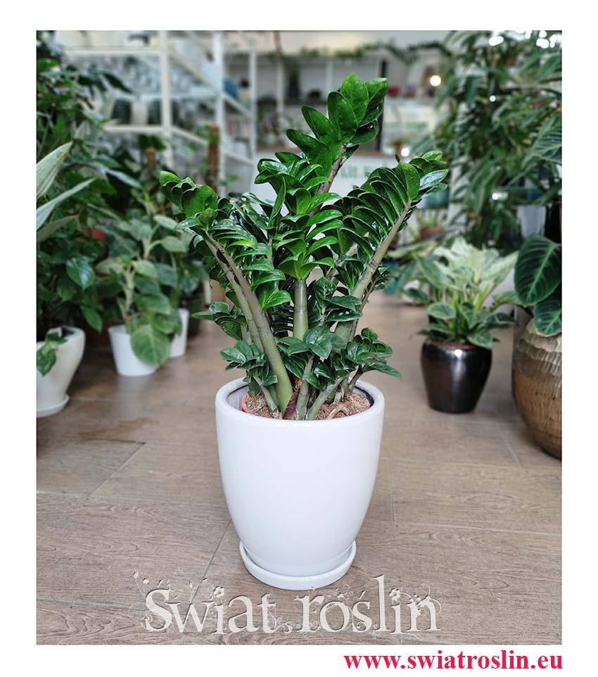 Zamiokulkas Zenzi, Zamioculcas Zenzi, kolekcjonerskie rośliny doniczkowe