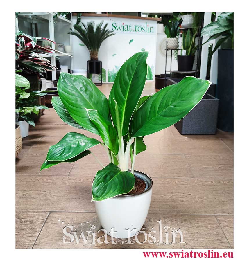 Aglaonema Cintho King, Aglonema Cintho King zakupy roslin internetowe