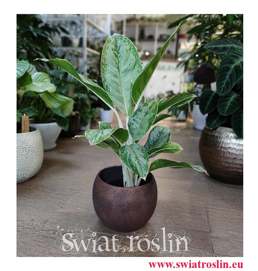 Aglaonema Cintho Queen, Aglonema Cintho Queen, sklep z roślinami