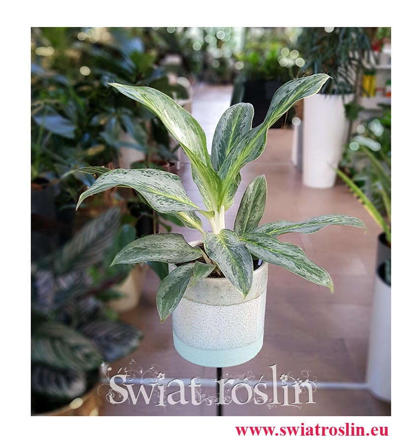 Aglaonema Emerald Stone, Aglonema Emerald Stone, rośliny doniczkowe Kraków