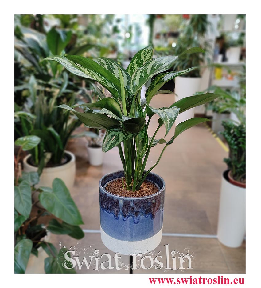 Aglaonema Tigres, Aglonema Tigres, internetowy sklep z roślinami