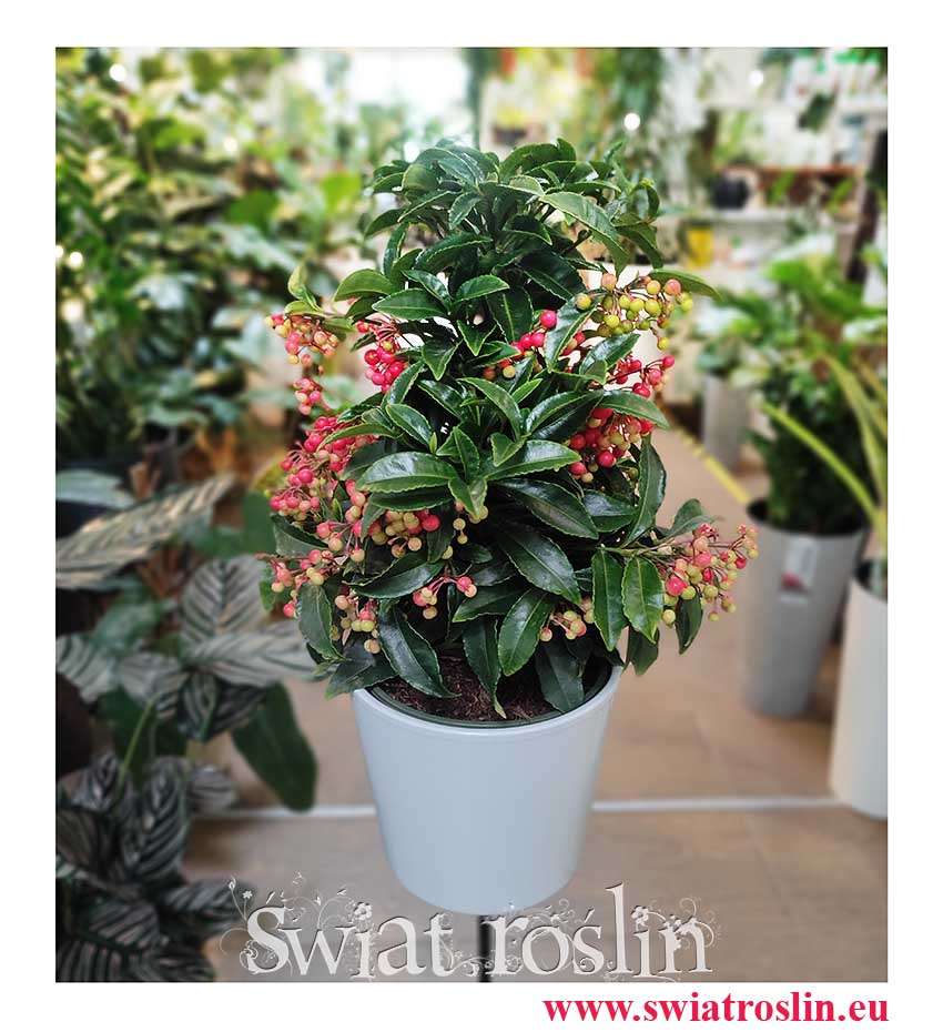 Ardisia Crenata, Ardizja Crenata, rośliny doniczkowe dekoracyjne