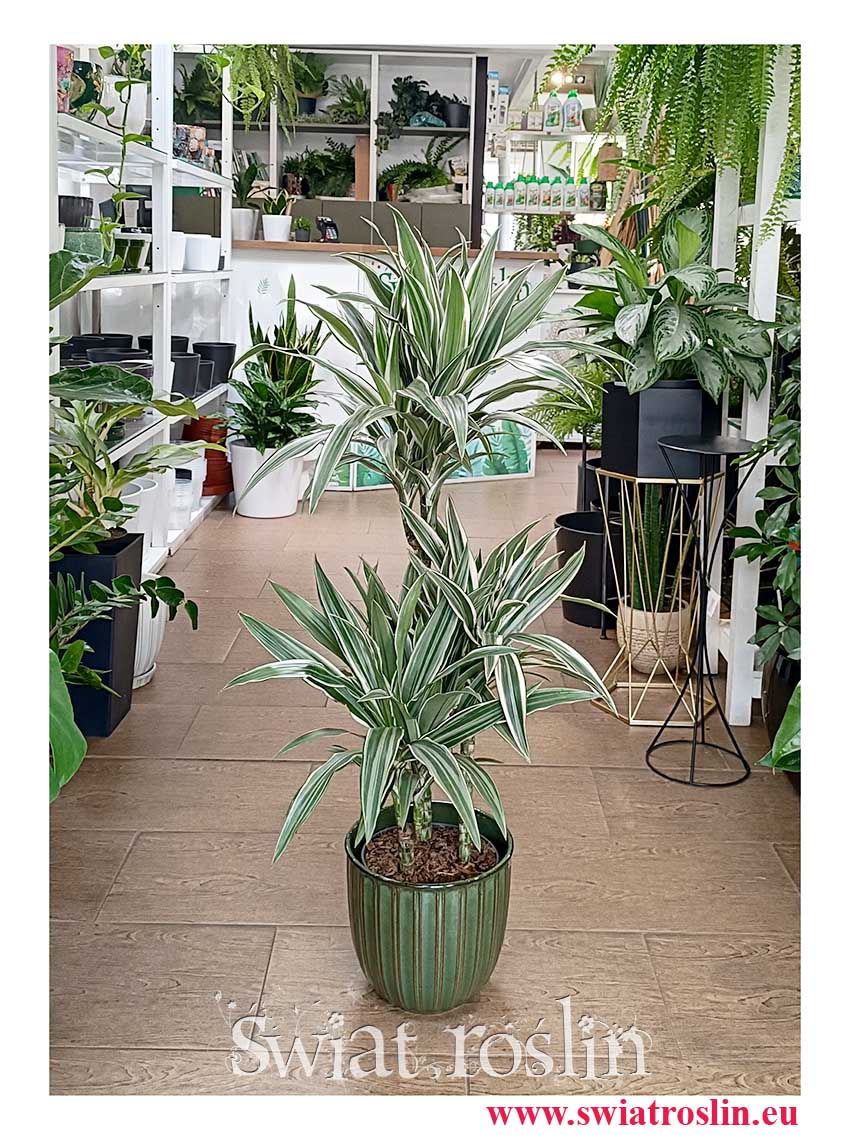 Dracaena Fragrans White Stripe, Dracena Wonna White Stripe do kupienia w najlepszej cenie w sklepie z roślinami i kwiatami doniczkowymi