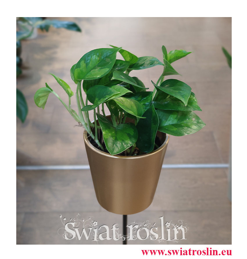 Epipremnum pinnatum Global Green, Scindapsus pinnatum Global Green, Ołustek, rośliny kwiaty doniczkowe sklep, wysyłka roślin