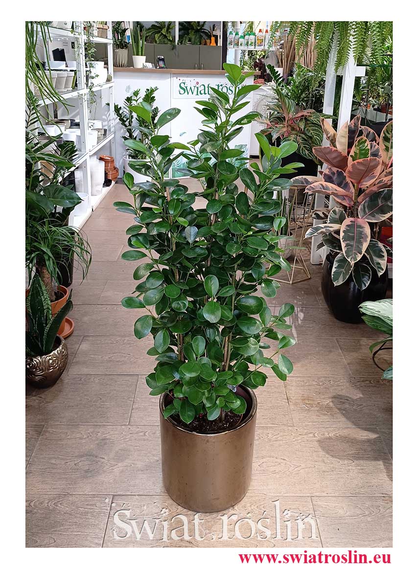Ficus Microcarpa Moclame, Fikus Microcarpa Moclame do kupienia w sklepie z roslinami doniczkowymi