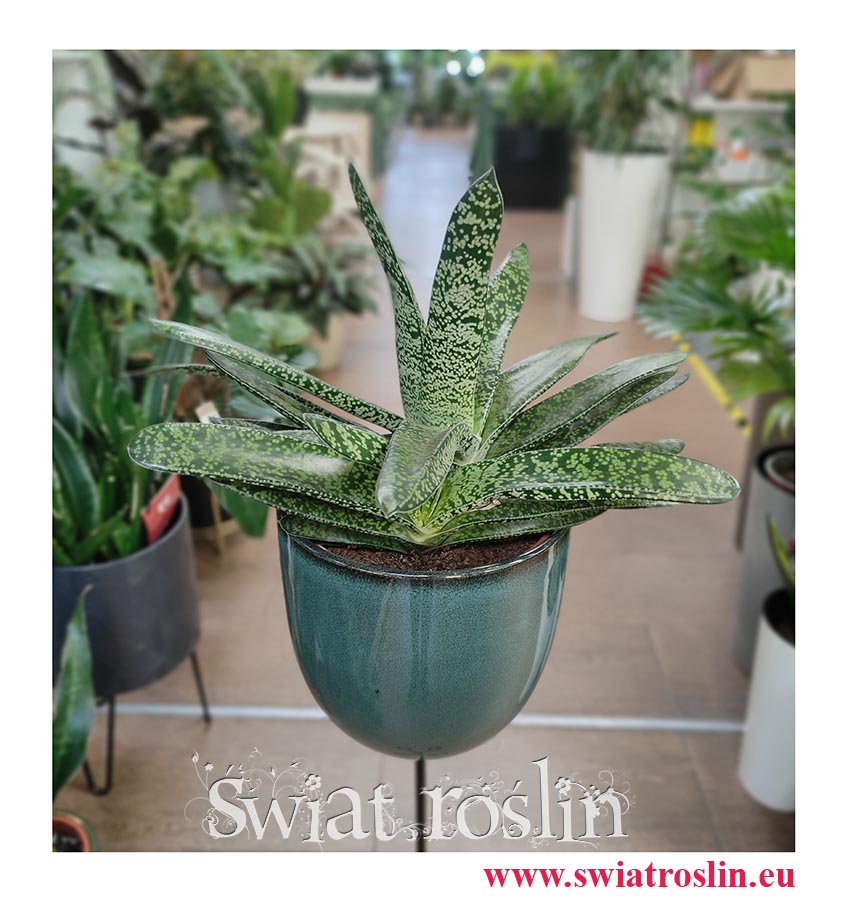 Gasteria Carinata var. Verrucosa, rośliny do mieszkania, rośliny doniczkowe do biura