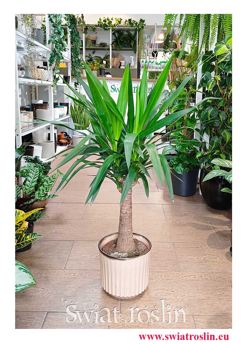 Juka Gwatemalska, Yucca Elephantipes do kupienia w sklepie stacjonarnym online z wysyłką do domu