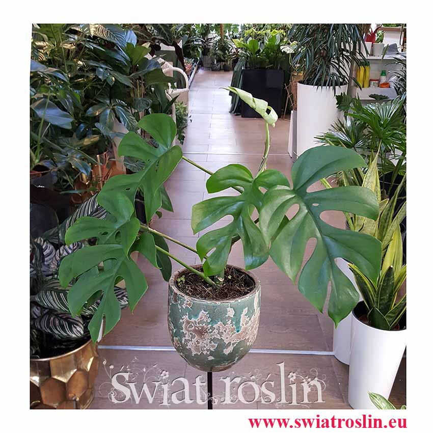 Monstera deliciosa Little Sister, Philodendron Pertusem Little Sister, sklep z roslinami doniczkowymi w Krakowie